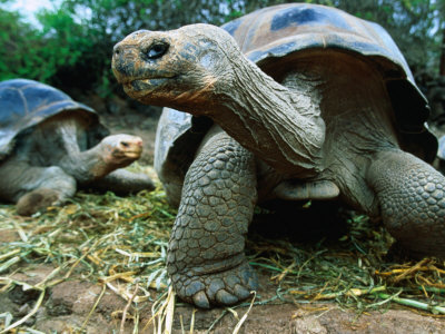 http://galapnature.ru/img/pages/История истребления черепах на Галапагосах