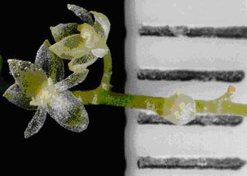 http://galapnature.ru/img/pages/Самая маленькая орхидея в мире