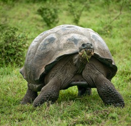 http://galapnature.ru/img/pages/Немного о формах панциря галапагосских черепах