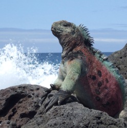 http://galapnature.ru/img/pages/Морская игуана - символ Галапагосских островов